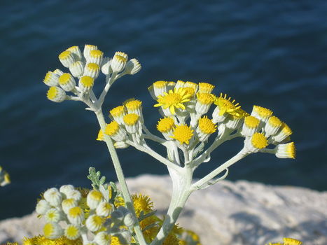 Edible Flowers of Helichrysum italicum | iBB | Scoop.it