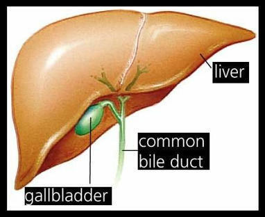 What are Gallbladder and Gallstones? | Navigating Healthcare | Medical and Health | Scoop.it