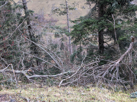 Plus de 20 000 m3 d’arbres au sol après la tempête | Vallées d'Aure & Louron - Pyrénées | Scoop.it