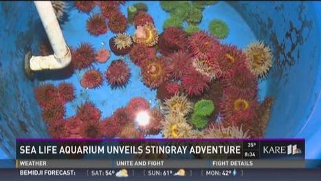 Stingray Adventure opening at Sea Life Aquarium at Mall of America | Parcs indoor | Scoop.it