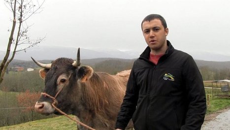 Ils veulent emmener leur Casta au salon de l'agriculture de Paris  | Vallées d'Aure & Louron - Pyrénées | Scoop.it