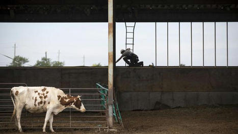 Ceta : la viande bovine canadienne n'a pas encore déferlé sur l'Europe | Actualité Bétail | Scoop.it