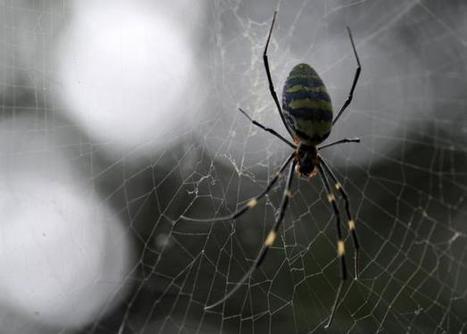 La résistance des toiles d'araignées ne tient pas qu'à leurs fils | EntomoNews | Scoop.it