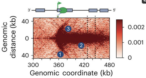 DNA Geometry Around Highly Transcribed Bacterial Genes | mdpi | RMH | Scoop.it