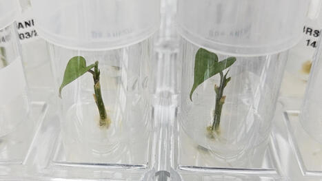 INNOVATIONS:&nbsp;Brazil&rsquo;s efforts to prep future space farmers for agriculture beyond Earth | INNOVATIONS | Scoop.it