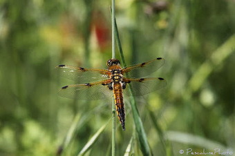 Libellule à quatre taches (Libellula quadrimaculata), Four-spotted Chaser | Camargue Nature | Scoop.it