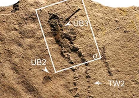 Scientists discover 'oldest footprints on Earth' in southern China dating back 550 million years | Geology | Scoop.it
