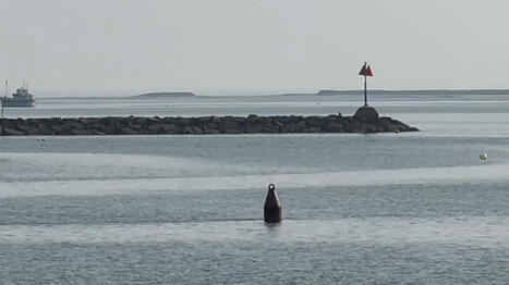 MA: Get information about proposed buoy removal in Cape Cod waters | by Charlotte Carroll | CapeCod.com | @The Convergence of ICT, the Environment, Climate Change, EV and HEV Transportation & Distributed Renewable Energy | Scoop.it