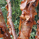 Plant a tree for its bark | Gardening Life | Scoop.it