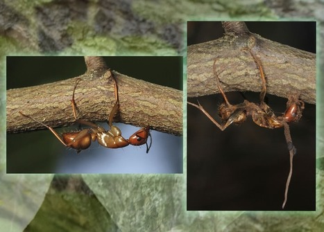 Un champignon change subtilement la manière de “zombifier” des fourmis en fonction du climat rencontré | EntomoNews | Scoop.it