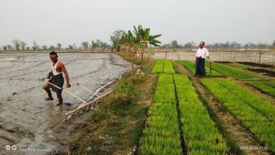 MYANMAR: Network of SRI Friends - Public Facebook Group | SRI Global News ++ March - May 2025    System of Rice Intensification (SRI) | Scoop.it