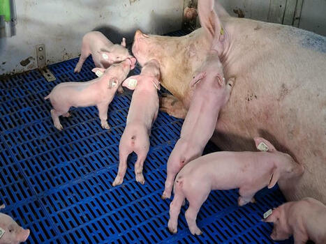 L’Ifip teste les cases ascenseurs dans les maternités liberté des truies | SCIENCES DE L' ANIMAL | Scoop.it