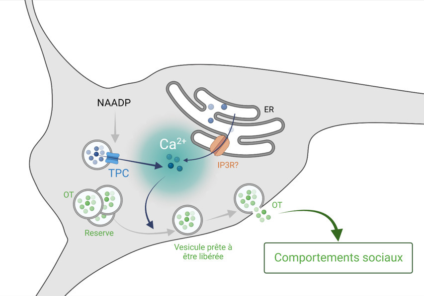 Les canaux endolysosomaux two-pore channels (TP...