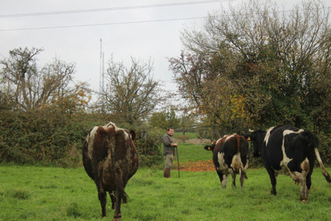 Livarot - Des vaches perturbées par une antenne relais, l'avenir d'une exploitation en danger | Veille territoriale AURH | Scoop.it