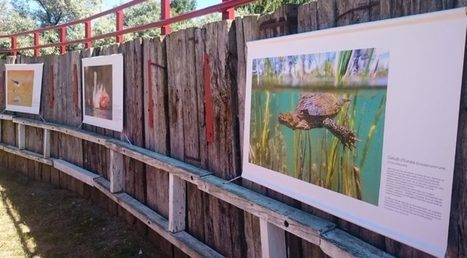 Camargue : L'arène des espèces au Scamandre   | Camargue Nature | Scoop.it