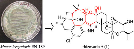 Rhizovarins A–F, Indole-Diterpenes from the Mangrove-Derived Endophytic Fungus Mucor irregularis QEN-189 | Natural Products Chemistry Breaking News | Scoop.it