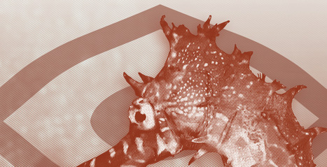 Monitoring online illegal wildlife trade: Focus on the maritime and marine dimensions | FATF | Scoop.it