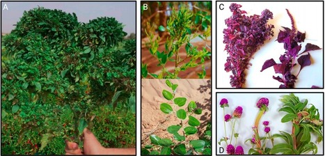 Original Paper in&nbsp;Plant Health Prog &bull;&nbsp;P&eacute;rez-L&oacute;pez Lab 2020&nbsp;&bull; The Host Range of Subgroup 16SrII-X Phytoplasma Extends to Globe Amaranth and Other Wild Plants in Saudi Arabia | Originals | Scoop.it