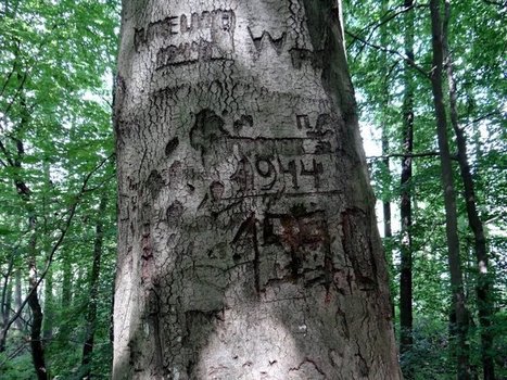 Memories in the forest: WWII and archaeology | Human Interest | Scoop.it