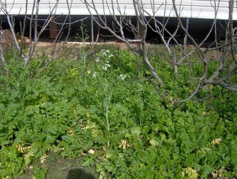 The Wild Homestead - Seeking wilderness, community and homegrown food. | Vintage Living Today For A Future Tomorrow | Scoop.it