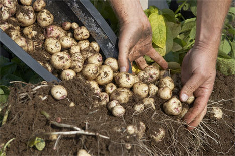 Grow a hundred pounds of potatoes in a barrel | Gardening Life | Scoop.it