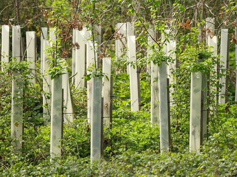 [Article] How trees could save the climate | ECOLOGIE - ENVIRONNEMENT | Scoop.it