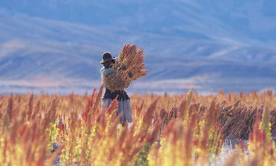 Quinoa: good, evil, or just really complicated? | GTAV AC:G Y9 - Biomes and food security | Scoop.it