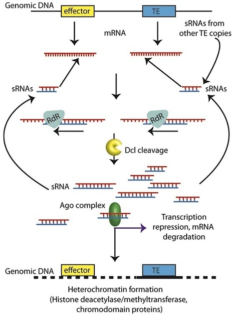 Mobile Genetic Elements: Can silencing of transposons contribute to variation in effector gene expression in Phytophthora infestans? (2012) | Plant Pathogenomics | Scoop.it