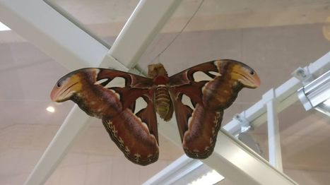 Un des plus grands papillons du monde visible à Carrière-sous-Poissy | Variétés entomologiques | Scoop.it