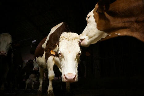 Face à l’épidémie de dermatose bovine, l’abattage systématique déchire le monde paysan | Toxique, soyons vigilant ! | Scoop.it