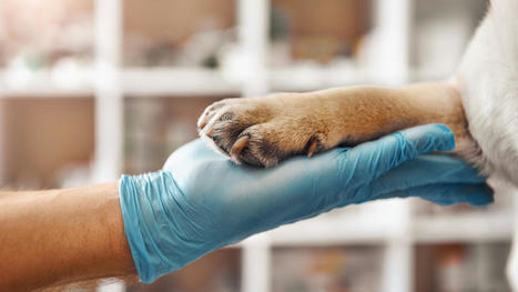Terapia regenerativa con células madre en animales: la nueva arma secreta de la veterinaria | Personas y Animales | Scoop.it