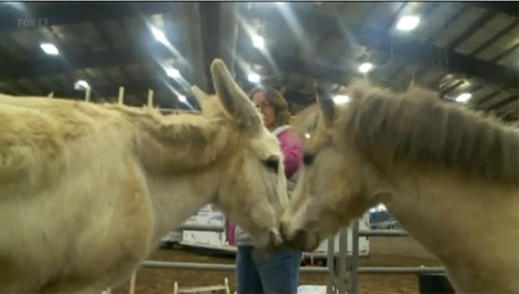 Therapists gather in Utah for training on equestrian techniques: Therapists said horses have a sense of empathy | Empathy and Animals | Scoop.it