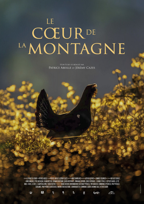 Participez au financement du documentaire animalier "Le C&oelig;ur de la Montagne"&nbsp; | Vall&eacute;es d'Aure & Louron - Pyr&eacute;n&eacute;es | Scoop.it
