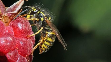 Viiniansa houkuttelee ampiaiset pois kes&auml;herkkujen luota | 1Uutiset - Lukemisen t&auml;hden | Scoop.it