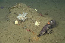 UnderwaterTimes.com | Survey Of Deep-Sea 'Chemical Munitions' Dump Off Southern California Reveals No Chemical Munitions | Soggy Science | Scoop.it