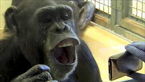 BBC - Earth News - Chimpanzees 'catch' contagious yawns from friends | Empathy Movement Magazine | Scoop.it