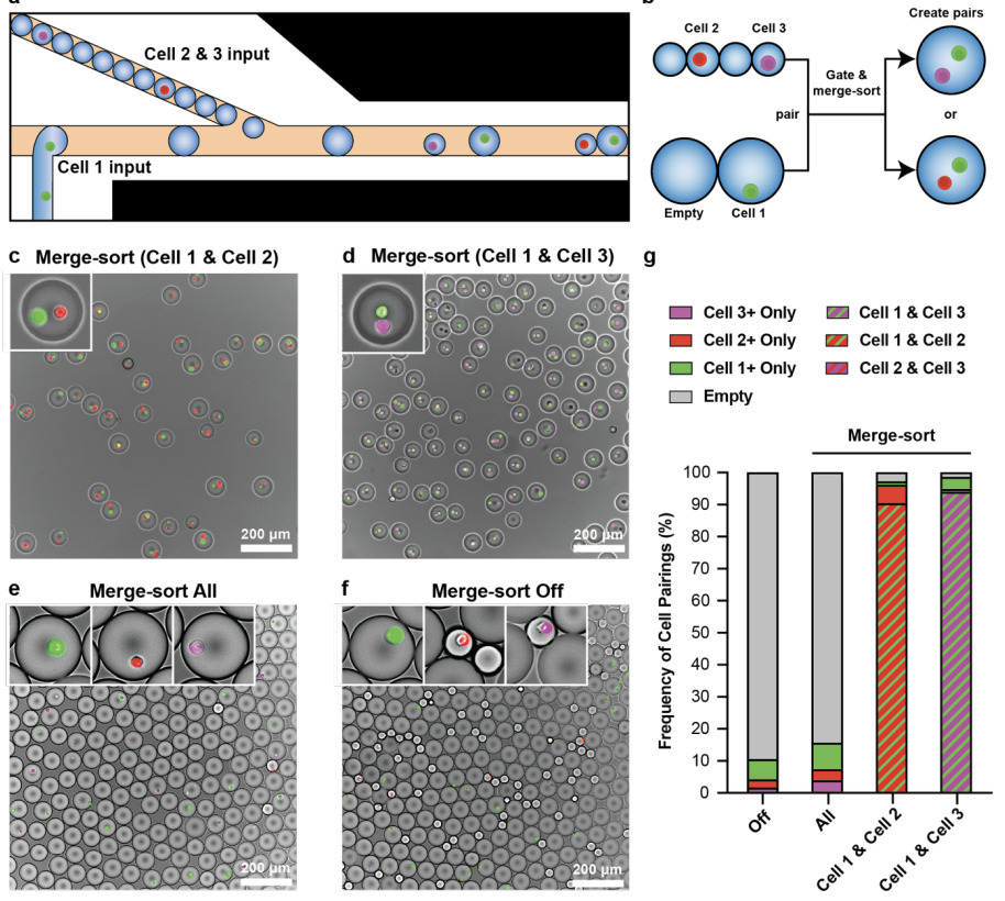Deterministic Cell Pairing with Simultaneous Mi...