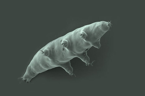 Water Bear Inspires Refrigeration-free Storage | Biomimicry | Scoop.it