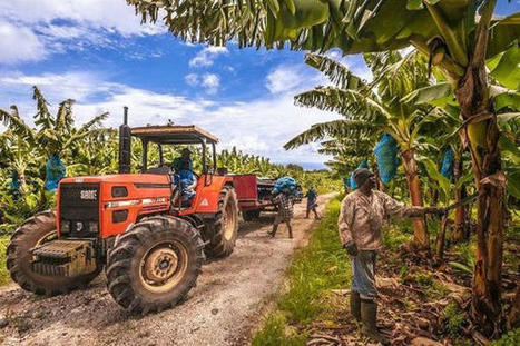 Le nouveau plan chlordécone IV (2021 - 2027) du gouvernement préconise 6 objectifs en 47 mesures | Biodiversité | Scoop.it