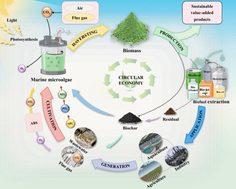 Marine microalgal biofuels: toward a systems-based circular biofactory | tin | RMH | Scoop.it