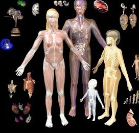 BodyMaps- A Great Tool to Explore Human Body in 3D ~ Educational Technology and Mobile Learning | Box of delight | Scoop.it