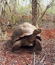 Population census of the Eastern Santa Cruz Giant Tortoise: Part 1 | Galapagos | Scoop.it