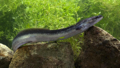 État d'urgence pour l'anguille : cet incroyable poisson est en voie d'extinction | Biodiversité | Scoop.it