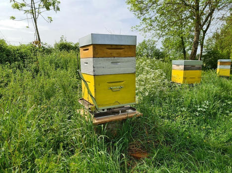 Des ruches connect&eacute;es ont &eacute;t&eacute; install&eacute;es en Vend&eacute;e - Le Journal des Sables | Pour innover en agriculture | Scoop.it