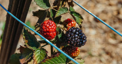 Spain: Fundamental workers' rights allegedly violated on farms incl. reports of forced labour, union busting & unsafe working conditions; incl. responses from UK supermarkets | Responsible Sourcing | Scoop.it