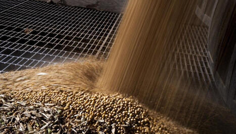 Le soja, une ressource strat&eacute;gique au coeur des tensions g&eacute;opolitiques | Revue de presse &eacute;conomique du Sud Touraine | Scoop.it