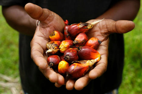 BRAZIL : Amazon palm oil - a sustainable fuel or deforestation driver?&nbsp; | AM&Eacute;RIQUES | Scoop.it