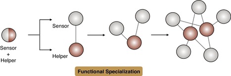 Current Opinion Plant Biology: NLR singletons, pairs, and networks: evolution, assembly, and regulation of the intracellular immunoreceptor circuitry of plants (2019) | Plants and Microbes | Scoop.it