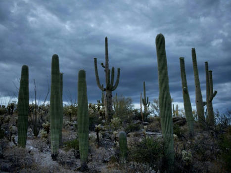 Même les cactus redoutent le réchauffement climatique | Biodiversité | Scoop.it