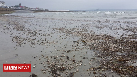 Hundreds of sea potatoes cover Penzance beach | Coastal Restoration | Scoop.it